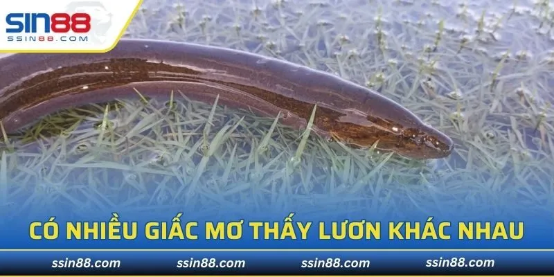 Có nhiều giấc mơ thấy Lươn khác nhau