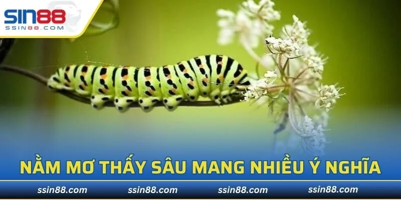 Nằm mơ thấy sâu mang nhiều ý nghĩa tốt, xấu khác nhau